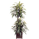 Yucca Trees