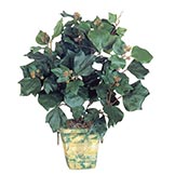French Ivy Plant: Unpotted