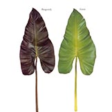 27 inch Cala Lily Leaf in Burgundy or Green