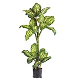 5 foot Dieffenbachia Plant: Potted