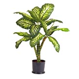 3 foot Dieffenbachia Plant: Potted