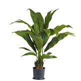 3 foot Banana Tree: Potted