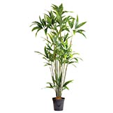 7 foot Coconut Palm Tree: Potted