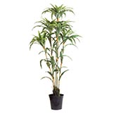 6 foot Dracaena Warneckii: Potted