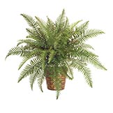 30 inch Self-shaped Fern: Unpotted