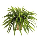 30 inch Forest Fern: Unpotted