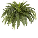 33 inch Boston Fern: Unpotted