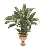 40 inch Dracaena in Decorative Urn