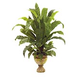 44 inch Bird Nest Plant in Decorative Urn
