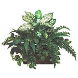 Mixed Dieffenbachia, Pothos, Dracaena in Wooden Planter