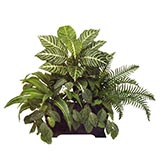 Mixed Zebra, Dracaena, Sword Fern in Wooden Planter