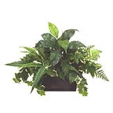 Mixed Spathiphyllum, Sword Fern, Ivy in Wooden Planter