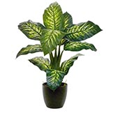 Dieffenbachia Plants