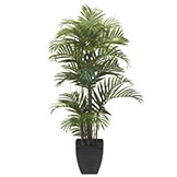 Areca Palms
