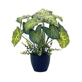 17 inch Nephthytis Plant in Decorative Pot