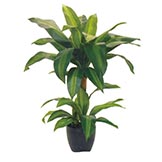 2 foot Artificial Dracaena: Potted in Decorative Pot