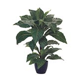 Bird's Nest Plants