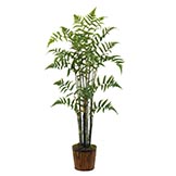 6 foot Fern Tree: Potted