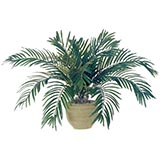 Cycas Palms