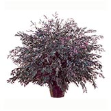 34 inch preserved Eucalyptus Bush