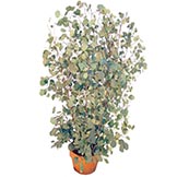Preserved Eucalyptus Tree