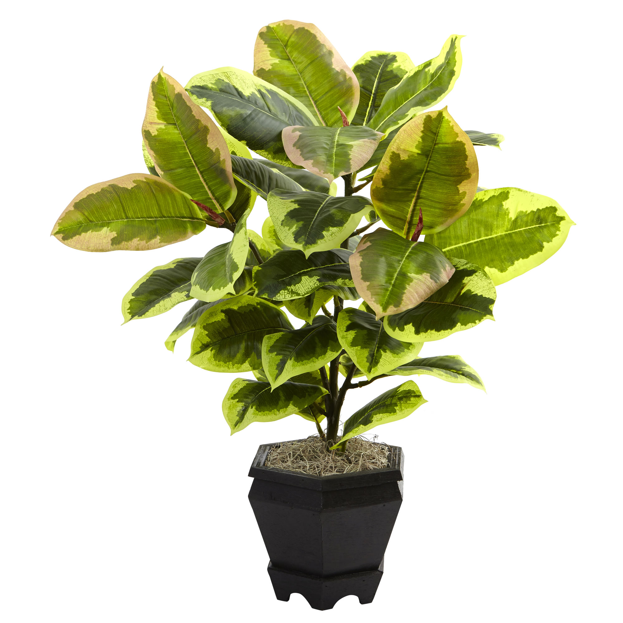 22 inch Mini Variegated Rubber Tree in Planter