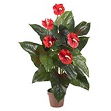 3 foot Anthurium: Potted