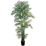 7 foot Areca Palm Tree: Potted