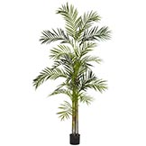 6 foot Areca Palm Tree: Potted