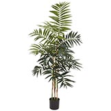 4 foot Bamboo Palm Tree: Potted