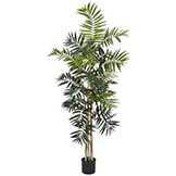 5 foot Bamboo Palm Tree: Potted