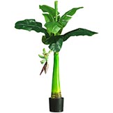 3 foot Banana Tree with Bananas: Potted