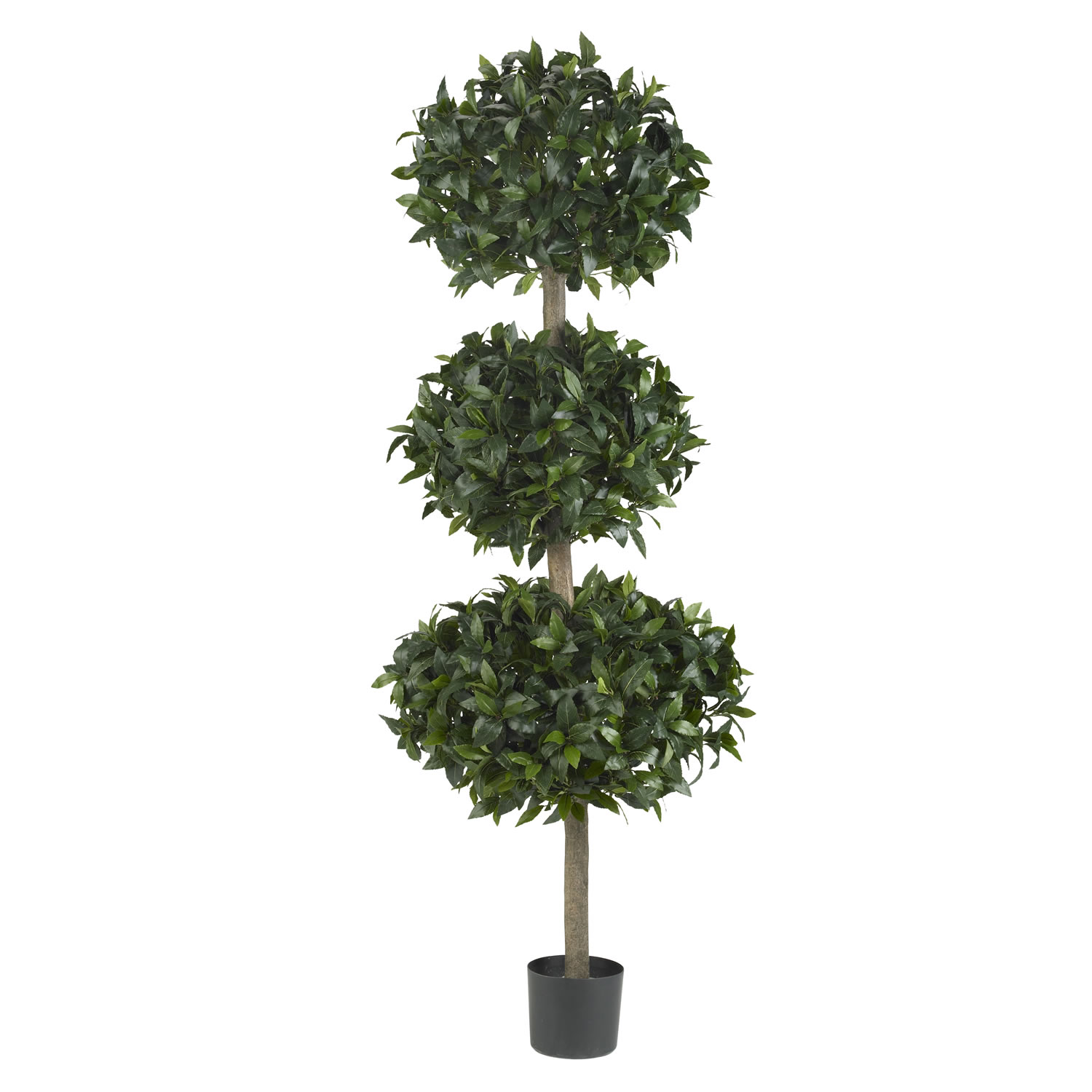 69 inch sweet bay triple ball tree potted 5313 69 inch sweet bay triple ball tree potted 5313