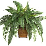 Boston Fern in Wood Wicker Basket