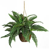 18 inch Boston Fern in Hanging Basket
