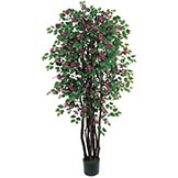 6 foot Bougainvillea Tree: Potted