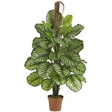52 inch Calathea Plant: Potted