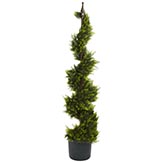 4 foot Cypress Spiral Topiary with Finial: Potted
