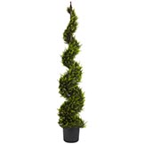 5 foot Cypress Spiral Topiary with Finial: Potted