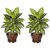 20.5 inch Variegated Dieffenbachia in Wood Vase (Set of 2)