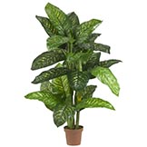 5 foot Dieffenbachia: Potted
