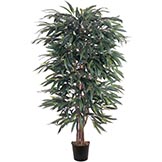 5 foot Weeping Ficus Tree: Potted