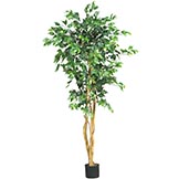 5 foot Ficus Tree: Potted