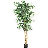 6 foot Ficus Tree: Potted