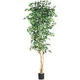 7 foot Ficus Tree: Potted