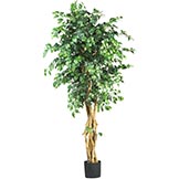 6 foot Palace Style Ficus Tree: Potted
