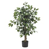 3 foot Ficus Tree: Potted