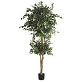 6 foot Double Ball Ficus Tree: Potted