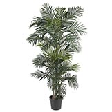 6.5 foot Golden Cane Palm Tree: Potted