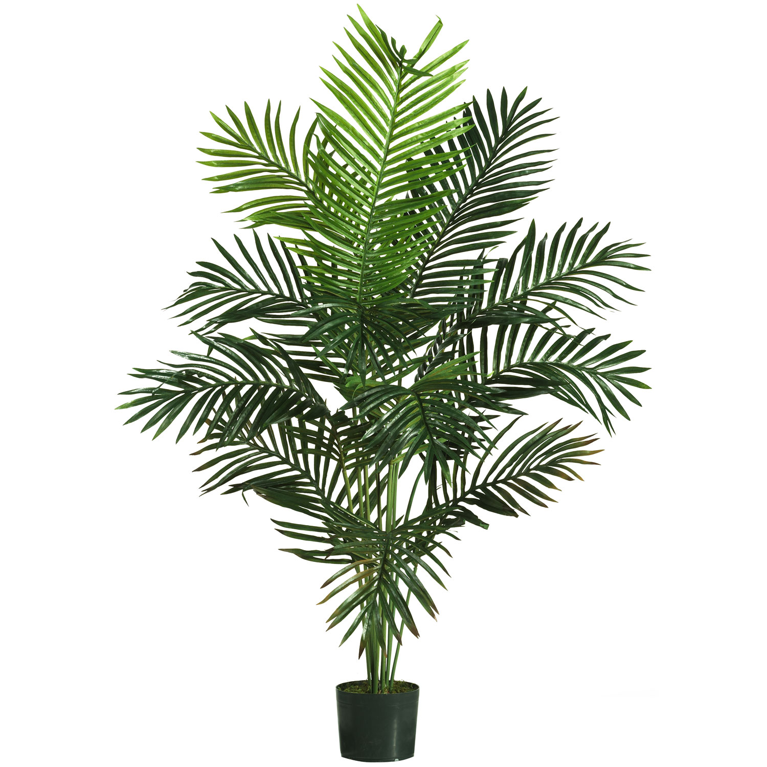 foot Paradise Palm: Potted  5259